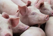 Nhu cầu mua thịt heo cuối năm tăng tích cực