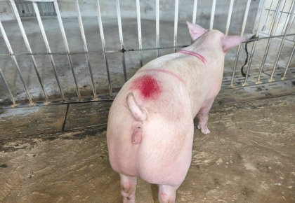 🐷 TRẠI HEO ĐỒNG NAI – NGUỒN CUNG HEO HƠI SẠCH, UY TÍN HÀNG ĐẦU ĐỒNG NAI