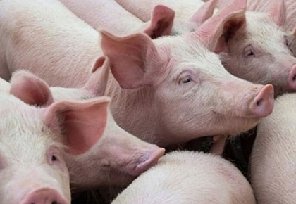 Cuối năm vấn đề vệ sinh an toàn thực phẩm luôn được đặt lên hàng đầu