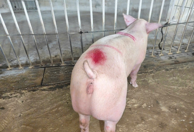 🐷 TRẠI HEO ĐỒNG NAI – NGUỒN CUNG HEO HƠI SẠCH, UY TÍN HÀNG ĐẦU ĐỒNG NAI