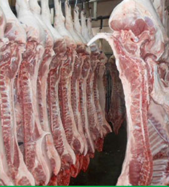 Heo hơi chất lượng